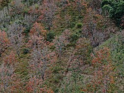 Rung động trước mùa lá đỏ “đẹp như Nhật Bản” ở Đà Lạt