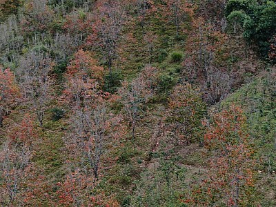 Rung động trước mùa lá đỏ “đẹp như Nhật Bản” ở Đà Lạt