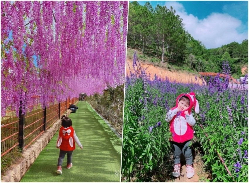 Chuyến du lịch Đà Lạt đầu tiên đầy thú vị của cô bé hai tuổi